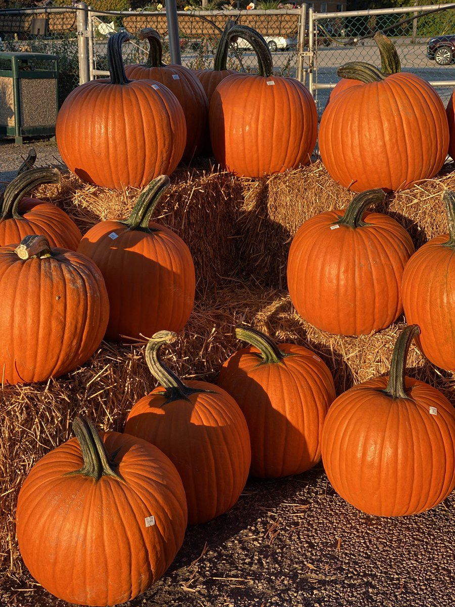 GalesW's tweet photo. Gale’s Pumpkin Patch is back! https://t.co/PcJgNNTGbo