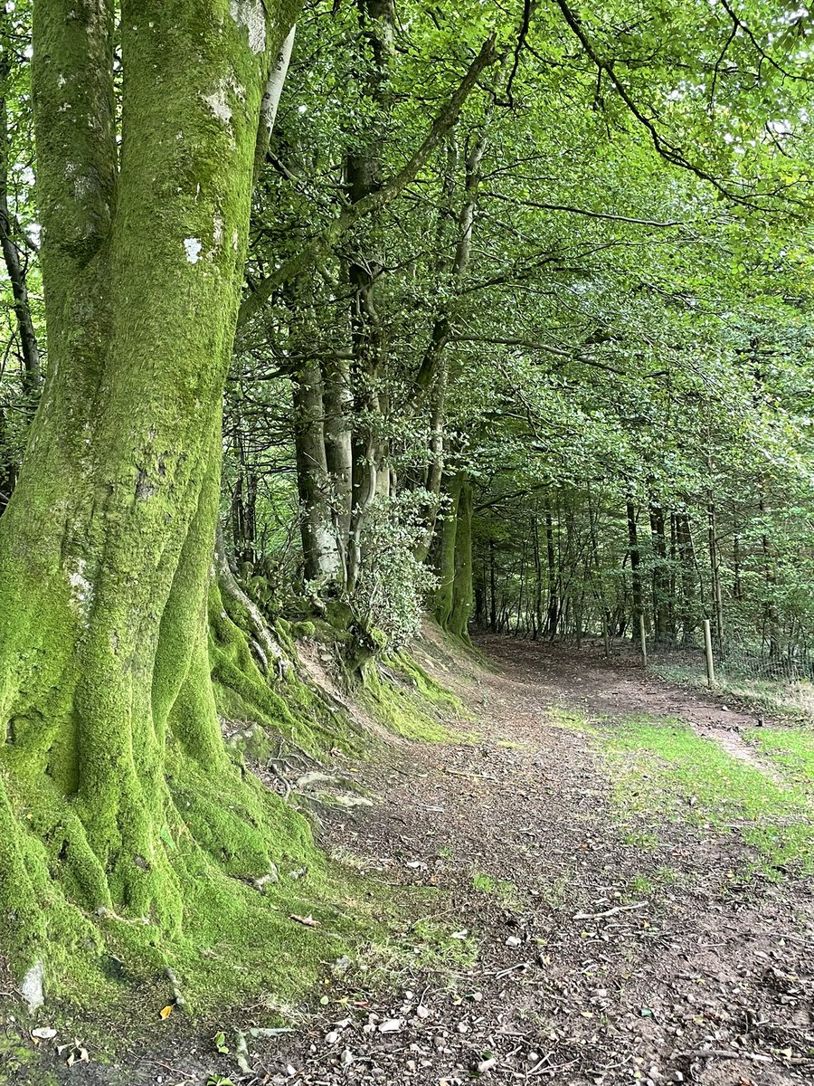 #quantock <a href="/quantockhills/">Quantock Hills National Landscape</a> Deadwomensditch woodland paths #autumn2025 🍁 🍂 🍃 🍄 #Somerset