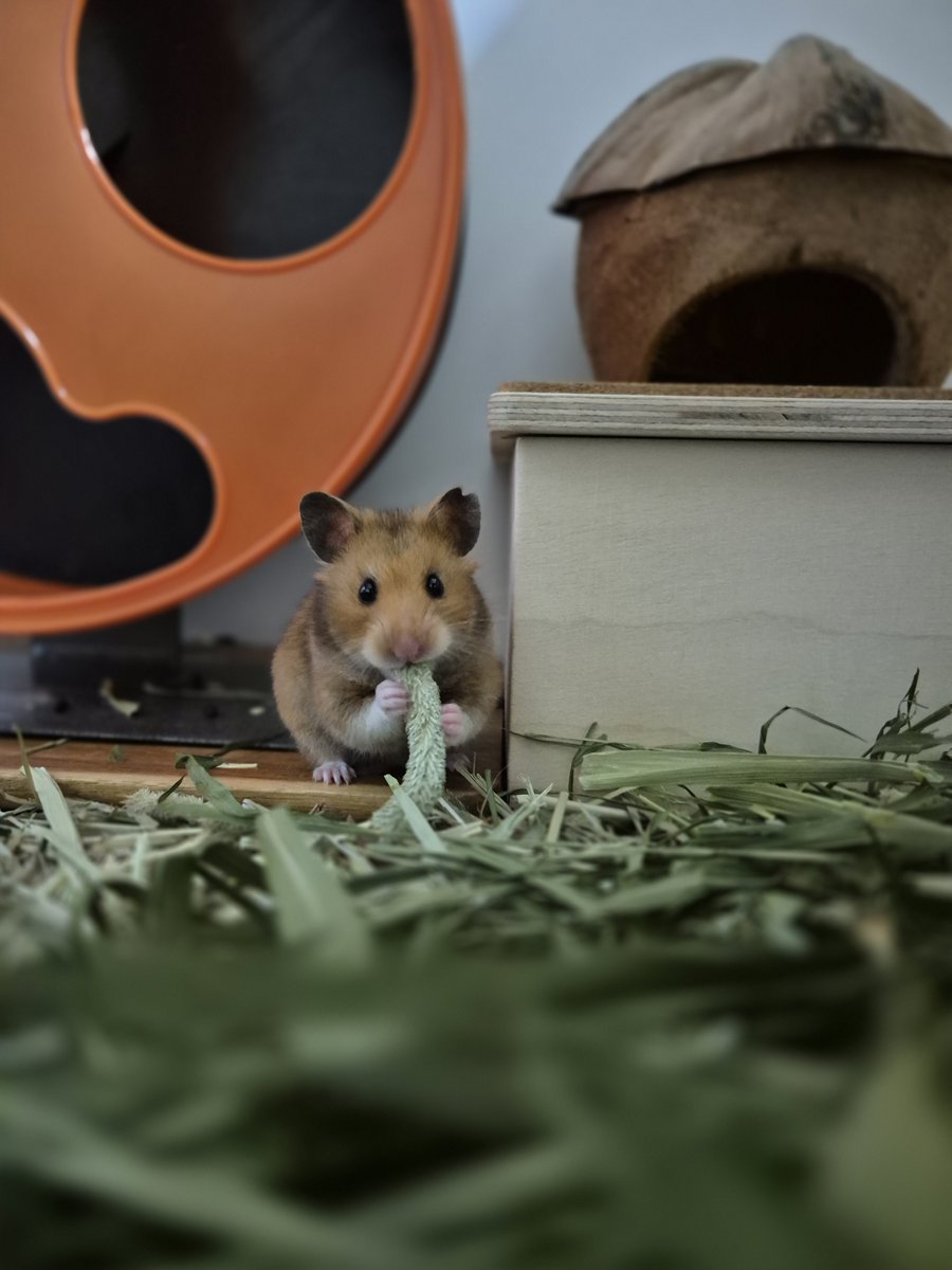부숭부숭한 것도 먹는거였군아 이파리에 딸려오는 부산물인 줄 알았는뎅