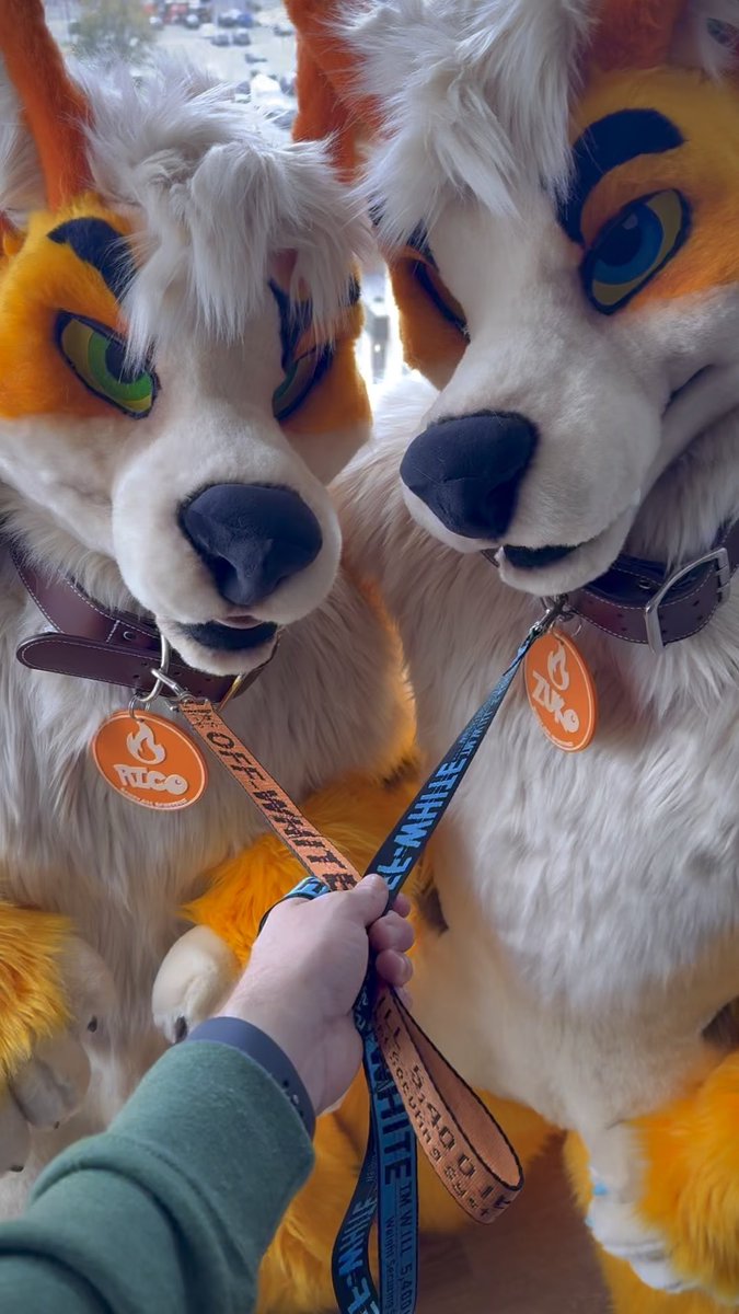 walkies? 🐾
📸 <a href="/TheFowlerWolf/">Fowler 🐾</a>