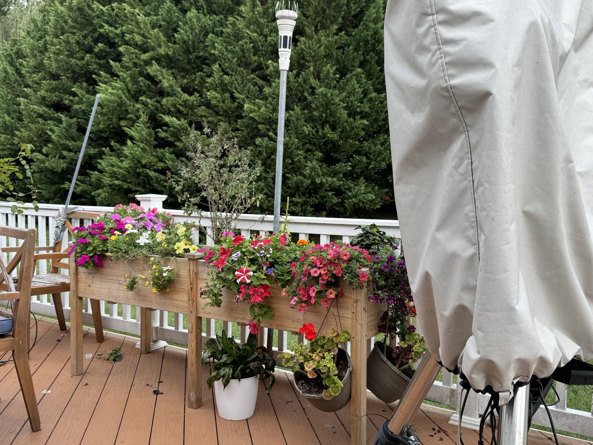 Wow these raised bed  flowers are fantastic. Third photo has weather station, ADS-B antenna propped in an old chair with duct tape and under the off-white cover is my 14” Celestron. Right now it is just in the way of taking Northern sky photos with my Seestar… lol