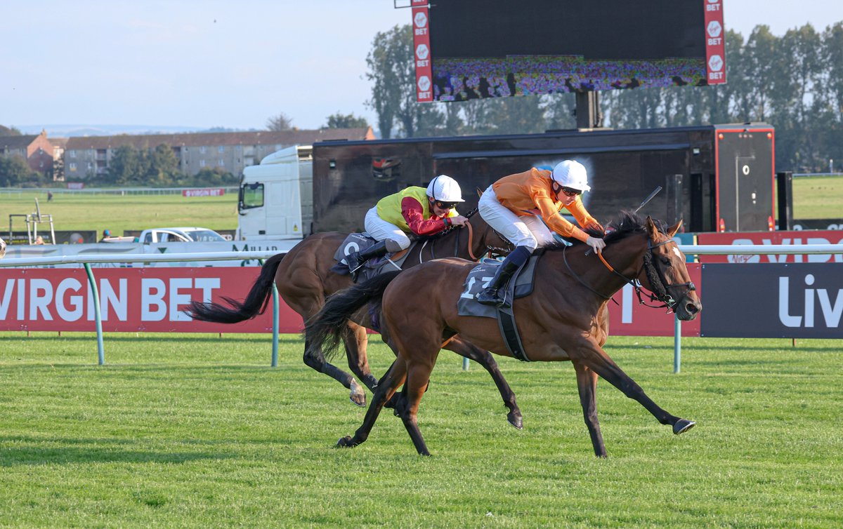 Racing Post Bloodstock tweet media