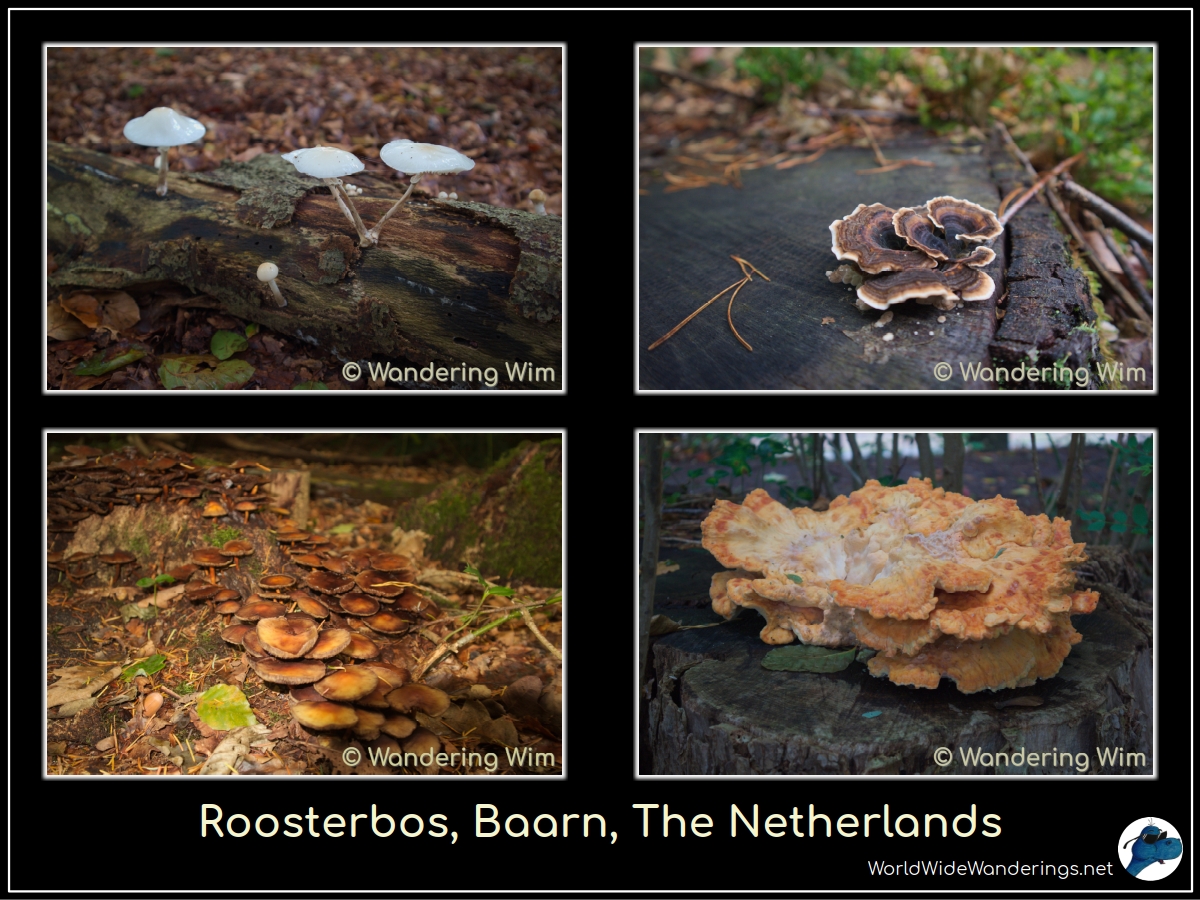 A walk through the Roosterbos, a forest next to the town of Baarn, with plenty of mushrooms to see. 🍄

More pics: worldwidewanderings.net/blog/2025/09/2…
