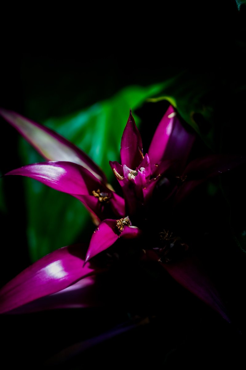 最近、植物撮るの楽しい。

#神戸どうぶつ王国 
#フォローしてくれたら嬉しいです