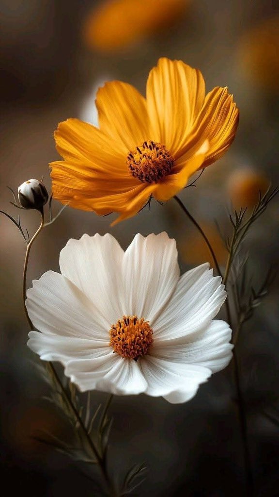 مع فنجال العصر من البن الثقيل 
ومع سويعات الأصيل ما أقول إلا
  
مسسساء الخيير ...