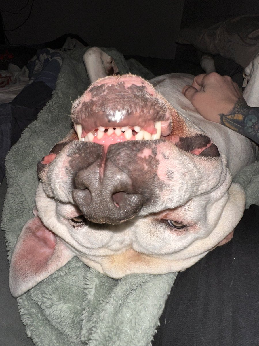 No art stream today. Newt had me twisted in some weird sleeping position and my neck is super stoved up so bending it down to paint is not going to happen today. 
I'll try to get a stream in later this week.