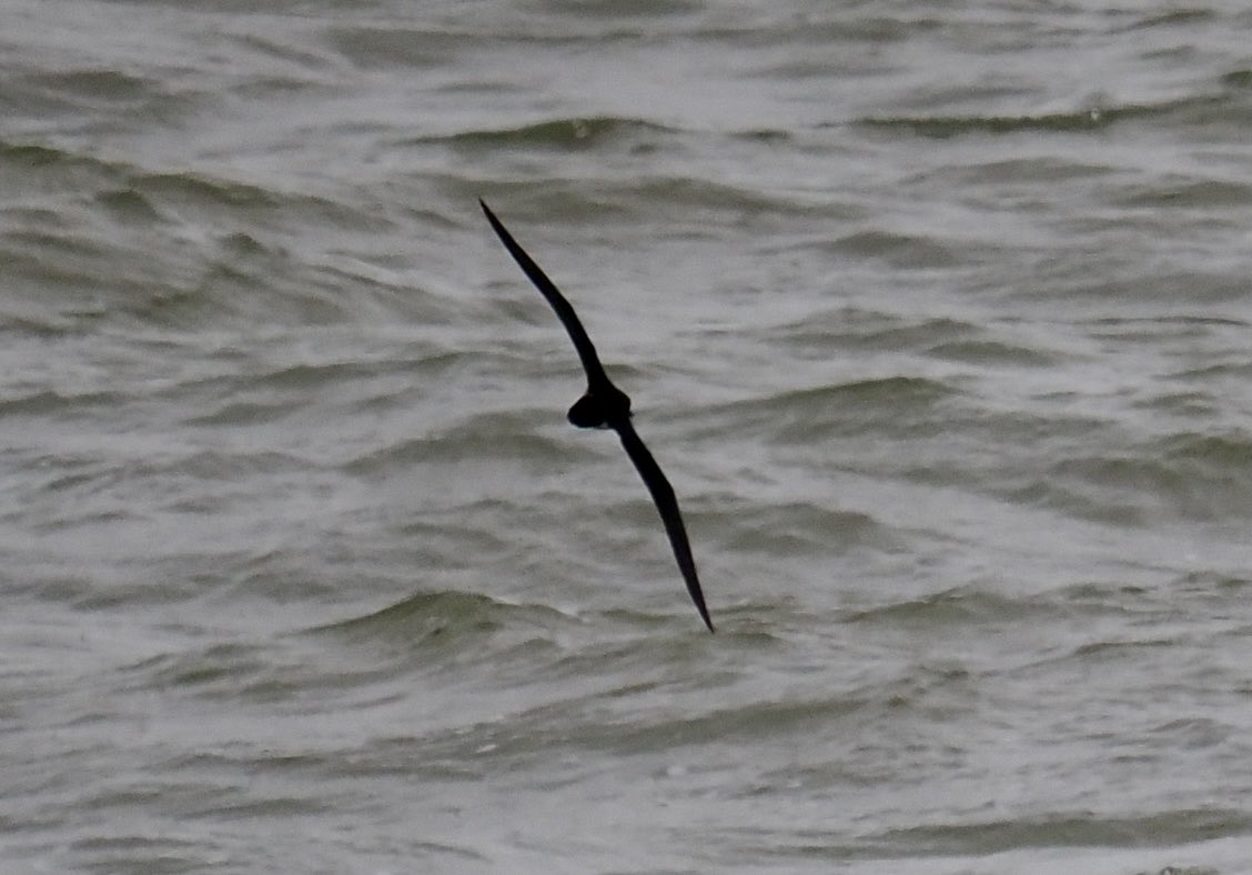 Rob Rackliffe (@robrackliffe) on Twitter photo Reculver Towers 8-11.30 am after a quiet start - 8 MANX SHEARWATER (some v close like this one!) 1w SABINE’S GULL w, 16 Black Tern, 29 Little Gull, 1 Arctic Tern 5, Little Tern 600 Common Tern,1 Bonxie (11.23am), 64 Arctic Skua W, 2 RT Diver, 1 Guillemot with <a href="/a1virginia/">Virginia Fairchild</a> Reculver Towers 8-11.30 am after a quiet start - 8 MANX SHEARWATER (some v close like this one!) 1w SABINE’S GULL w, 16 Black Tern, 29 Little Gull, 1 Arctic Tern 5, Little Tern 600 Common Tern,1 Bonxie (11.23am), 64 Arctic Skua W, 2 RT Diver, 1 Guillemot with <a href="/a1virginia/">Virginia Fairchild</a>