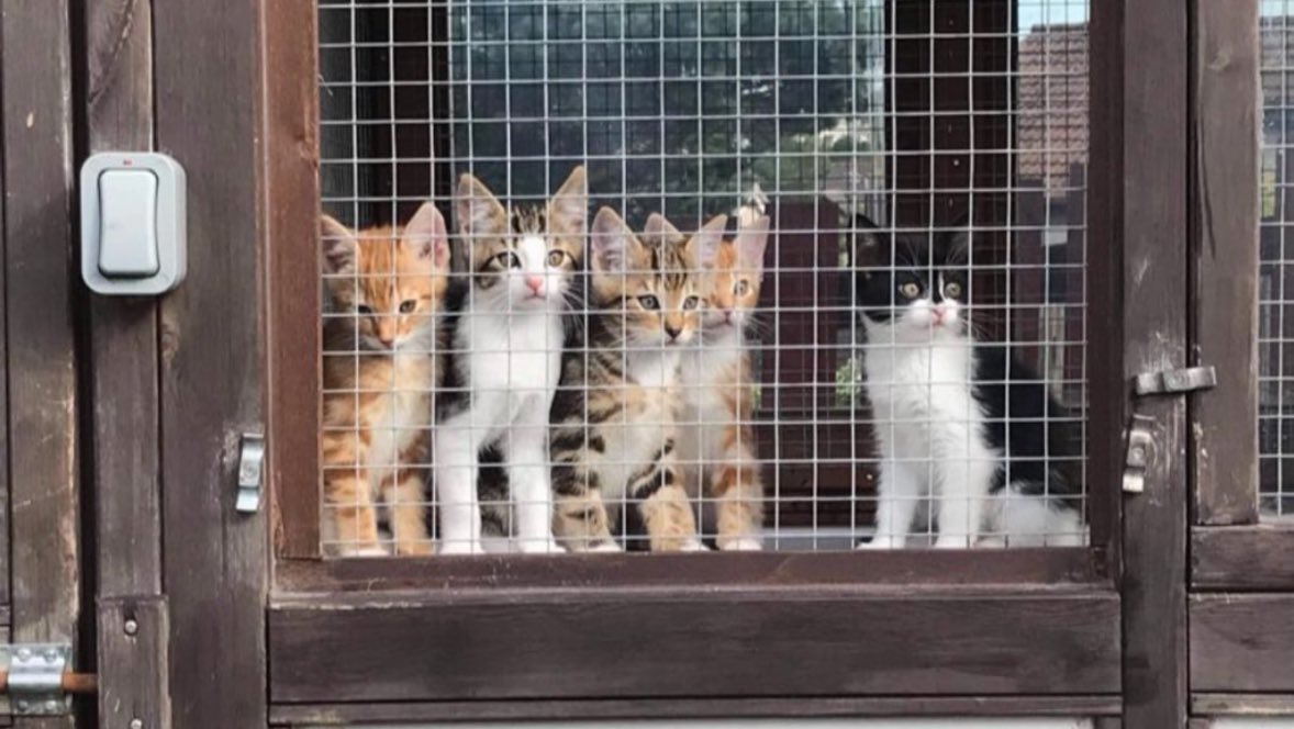 Cedric The Cat tweet media