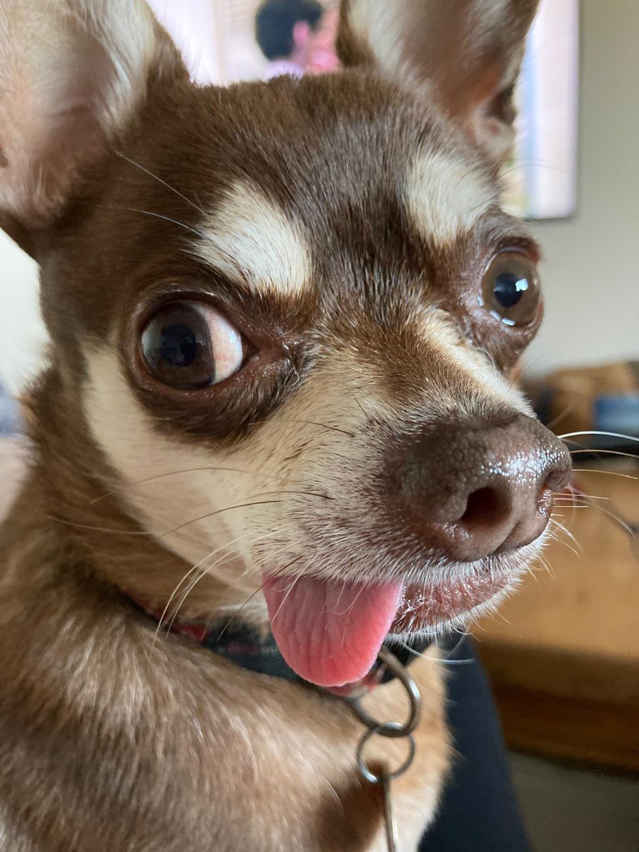 Billy Bear and Chums tweet media