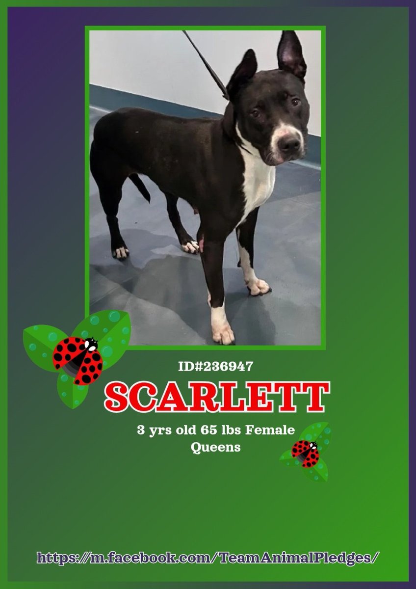 tomsland_'s tweet image. Beautiful 3 yr old Scarlett (Queens ACC) belongs living an active life, not trapped in a scary kill shelter.
In a real home with lots of love, patient polishing &amp;amp; daily physical activity, she will dazzle.
nycacc.app/#/browse/236947
#Adopt #Foster #PledgeforRescue