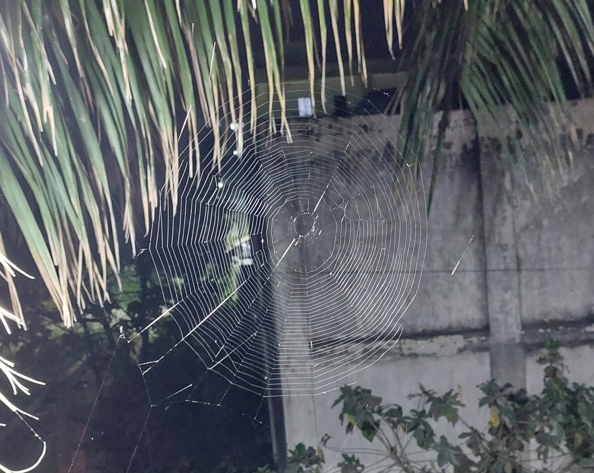 Regal_Aizen's tweet image. Nature at its finest Engineering Project !
#Spiderweb