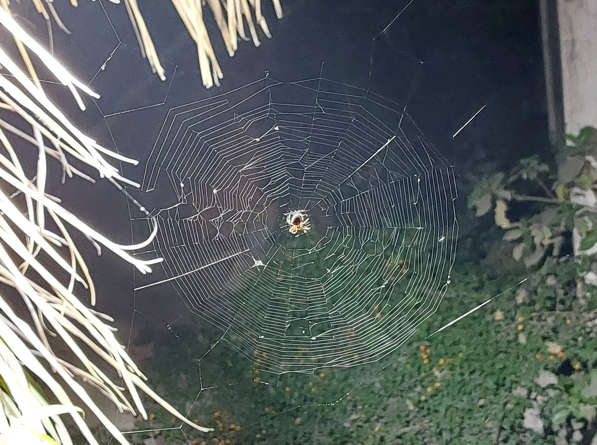 Regal_Aizen's tweet image. Nature at its finest Engineering Project !
#Spiderweb