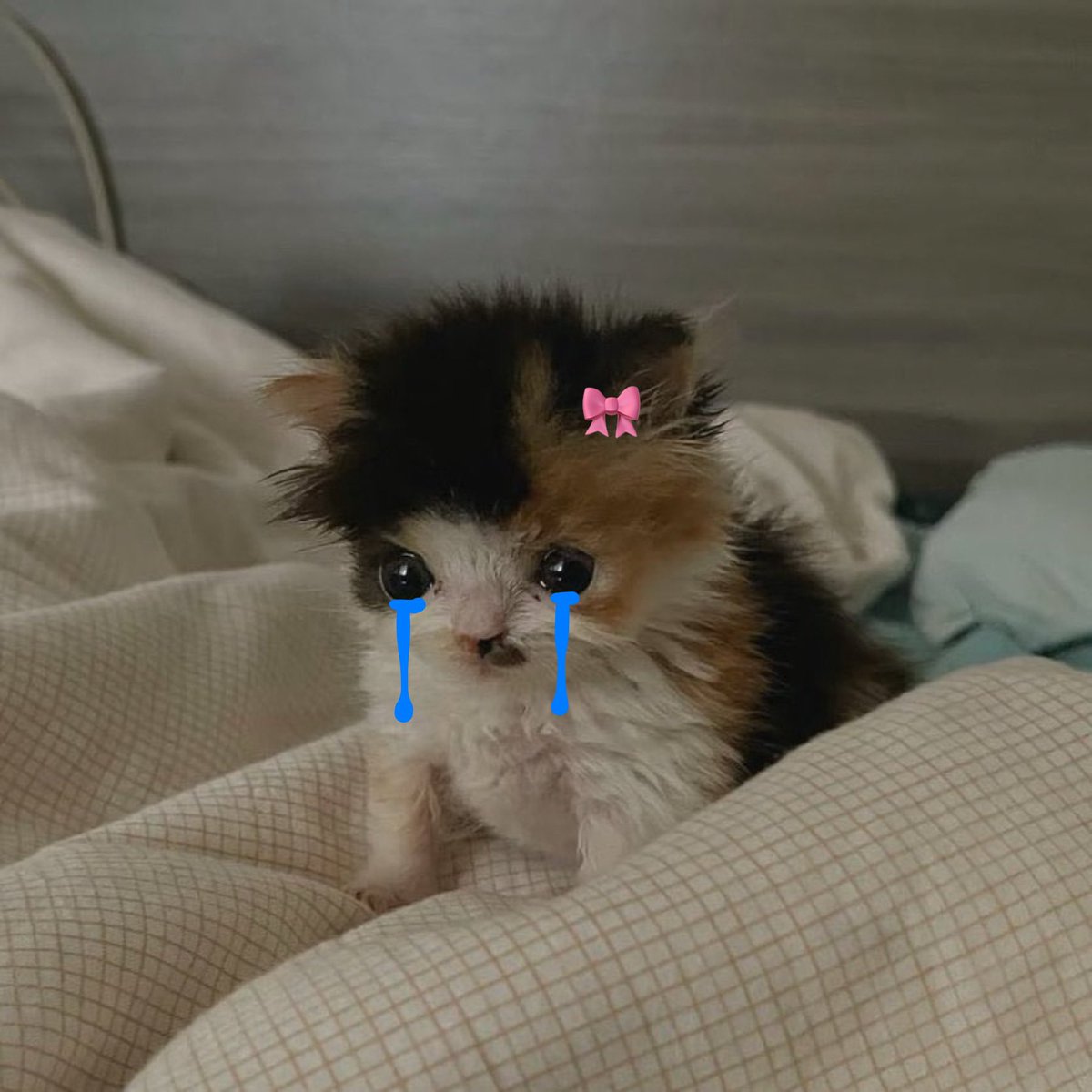 ꪆৎ ˚⋅𝓪𝓷𝓰𝓵𝓮 ⋅˚ꪆৎ tweet media
