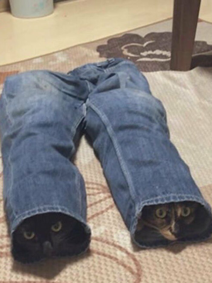 Cats for Happiness. tweet media