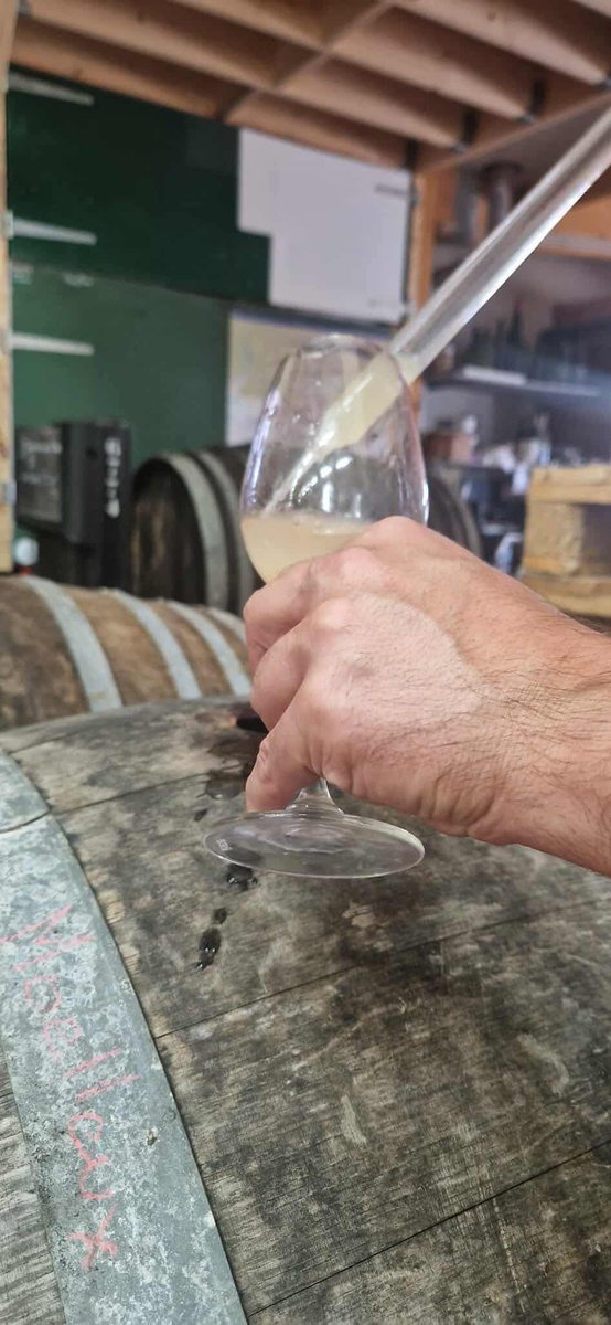 DelanoueFreres's tweet photo. Les « brues »  gouttent aux nouvelles cuvées 2025, Papi Michel conduit la machine à vendanger chez un collègue-copain, un copain retraité vient nous tenir compagnie, notre équipe de choc reprend des forces pour la 3ème semaine de vendanges. https://t.co/XPQycOpQCi