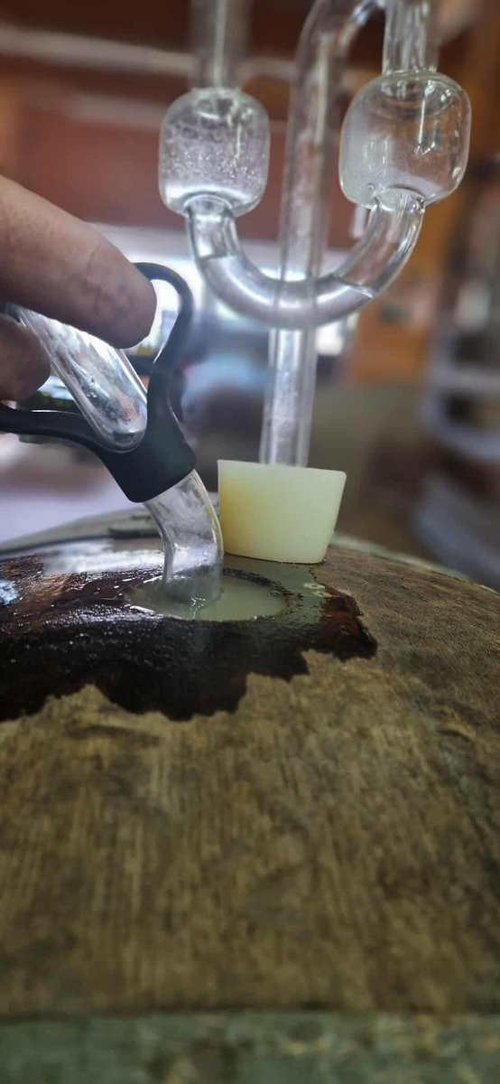 DelanoueFreres's tweet photo. Les « brues »  gouttent aux nouvelles cuvées 2025, Papi Michel conduit la machine à vendanger chez un collègue-copain, un copain retraité vient nous tenir compagnie, notre équipe de choc reprend des forces pour la 3ème semaine de vendanges. https://t.co/XPQycOpQCi