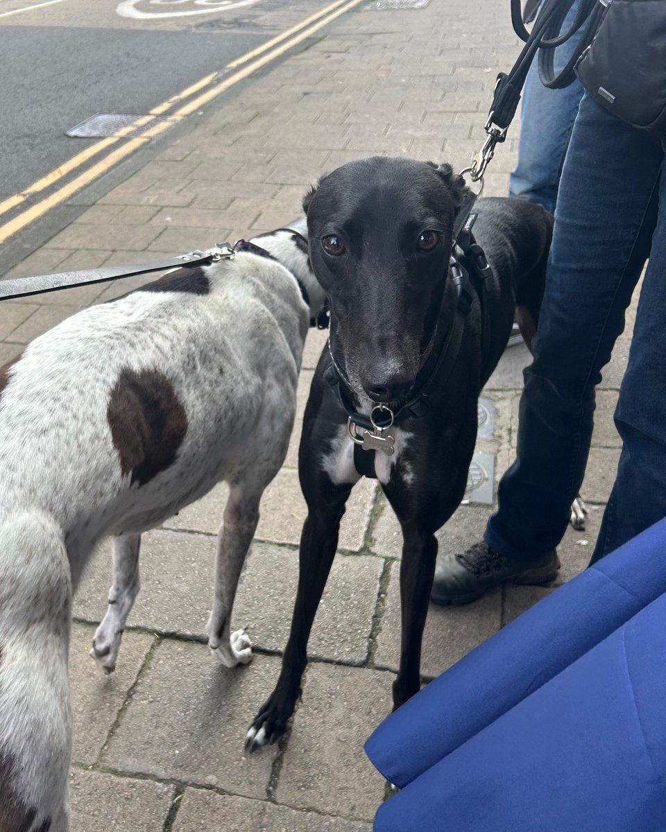 Forever Hounds Trust tweet media