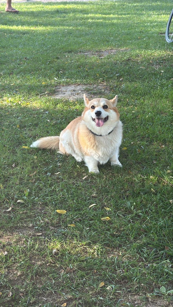 &gt; neighbor borrows dog

&gt; dog returns without neighbor looking smug

what did you do Baguette