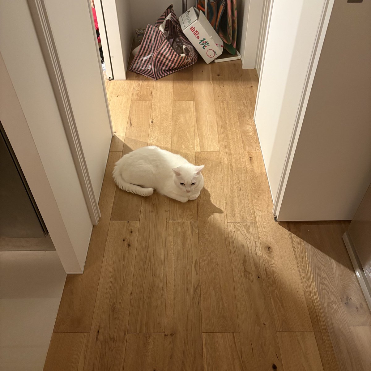 おやもち

お耳の影がかわいいね