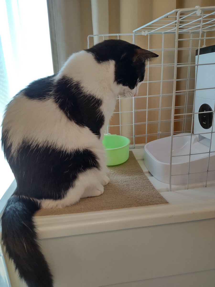 uchinonucco's tweet photo. ｵﾅｶｽｲﾀｧﾊﾔｸｺﾞﾊﾝﾝﾝﾝ
※次のご飯まで2時間以上

#猫好きさんと繋がりたい https://t.co/xaBNJHpDR7