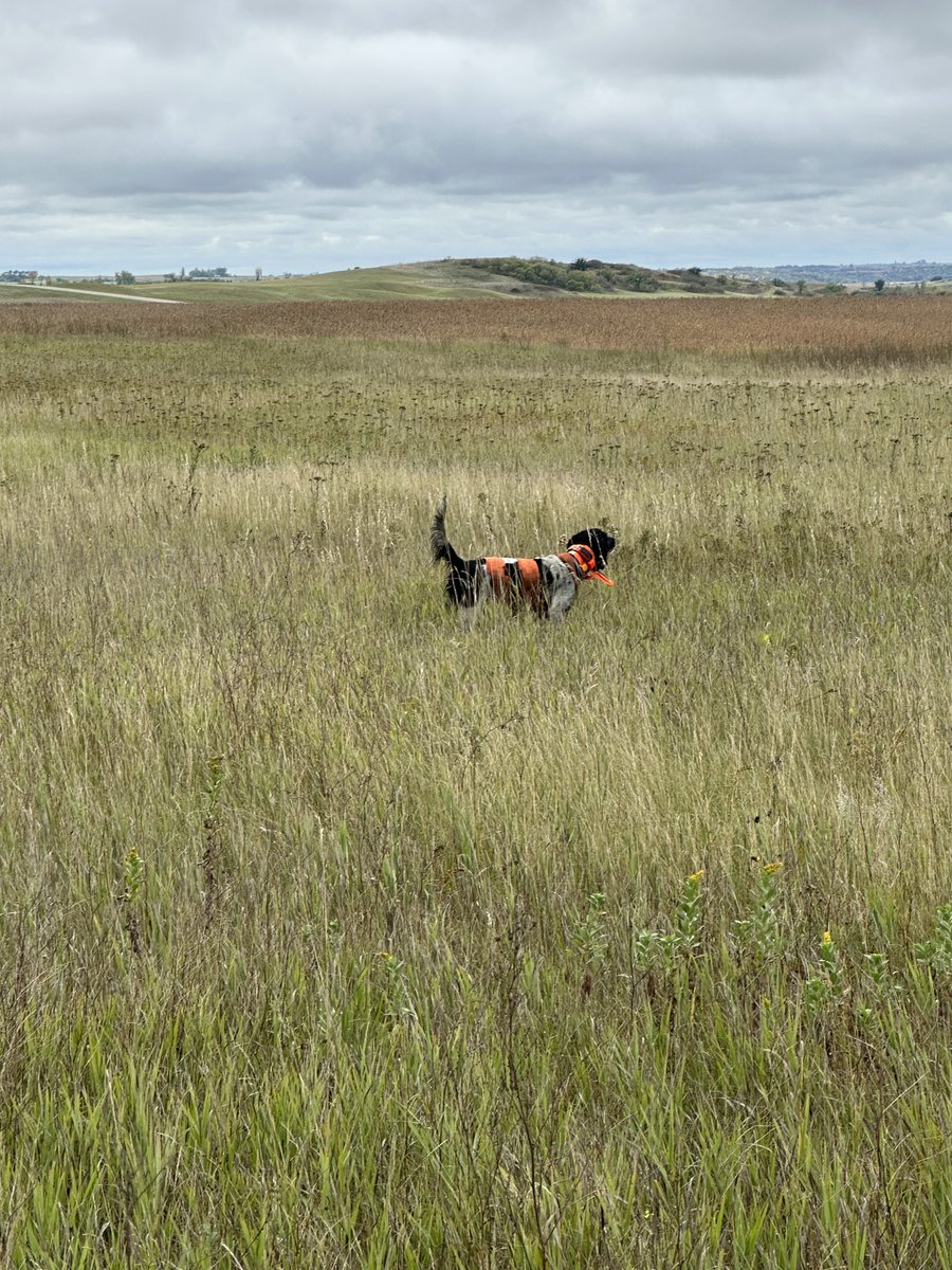 BirdHunter's tweet image. First hunt of 2025 - Sharp-tailed Grouse - Devels Lake ND 
ow.ly/2rSX50WZQRs
