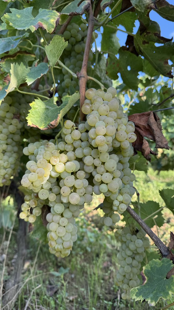 このあとアルマニャックになるブドウ🍇
#アルマニャック好き