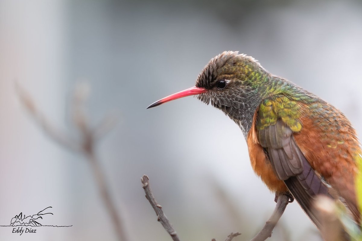 bioeddy's tweet photo. A veces sí.
#viajeencuatrotiempos #fotografiadenaturaleza #tallerdefotografia #fotografia #naturephotography #birdphotography #birdwatching #colibri #thephotohour https://t.co/Lmqww0xpRm