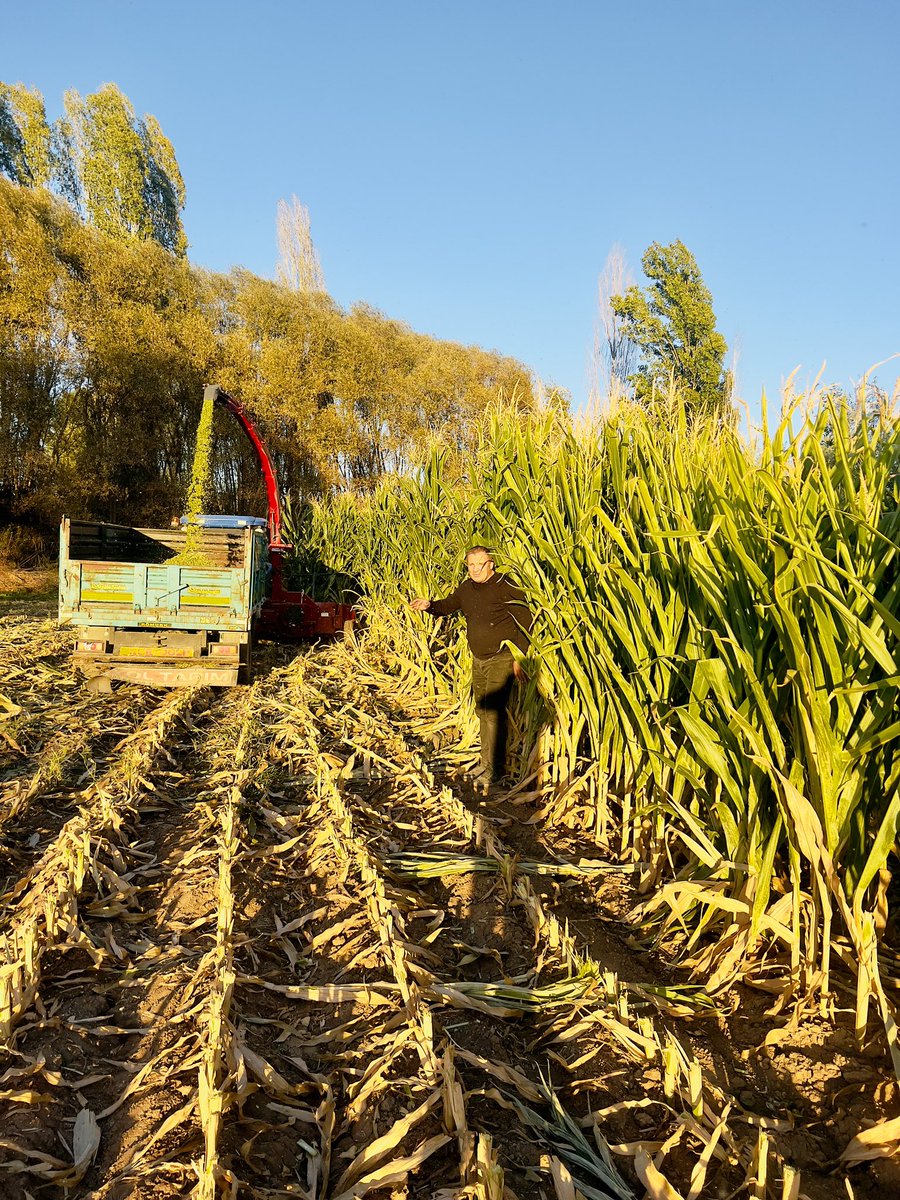 Mısır sılajı hasat  zamanı