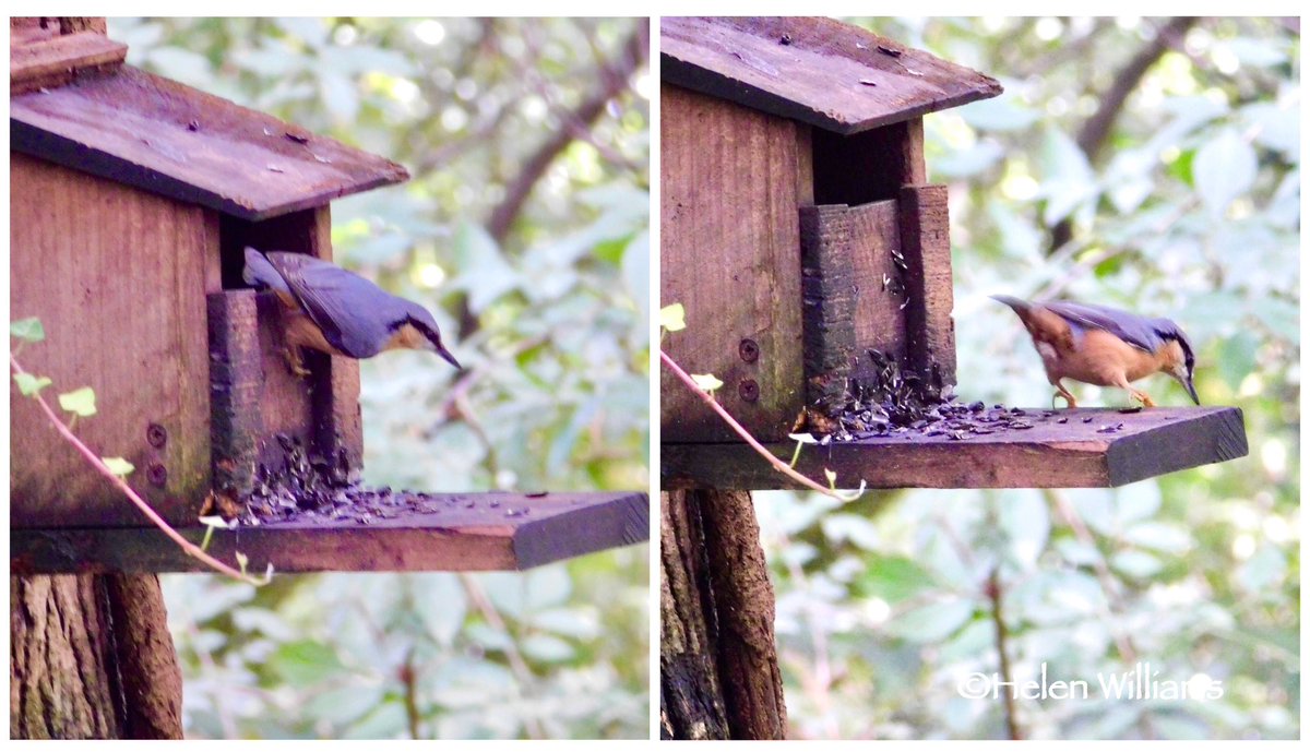 helwlms's tweet photo. Lovely morning for a wander around Plas Newydd NT and watching this little one feeding 🐿️super cute 🥰! @NTCymru_ @nationaltrust @ItsYourWales @DerekTheWeather @ThePhotoHour @WildlifeMag @ChrisPage90 @itvweather @S4Ctywydd @StormHour https://t.co/EfwAA1Ek1P