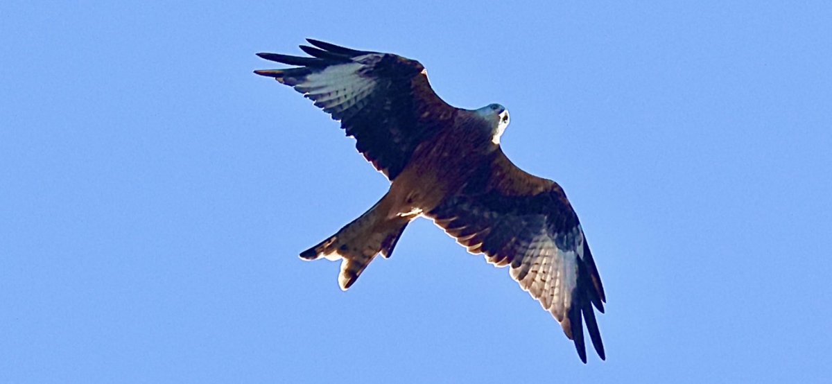 Hughie King (@hughieking) on Twitter photo Today’s Red Kite over Bilston Cemetery, West Mids. Today’s Red Kite over Bilston Cemetery, West Mids.