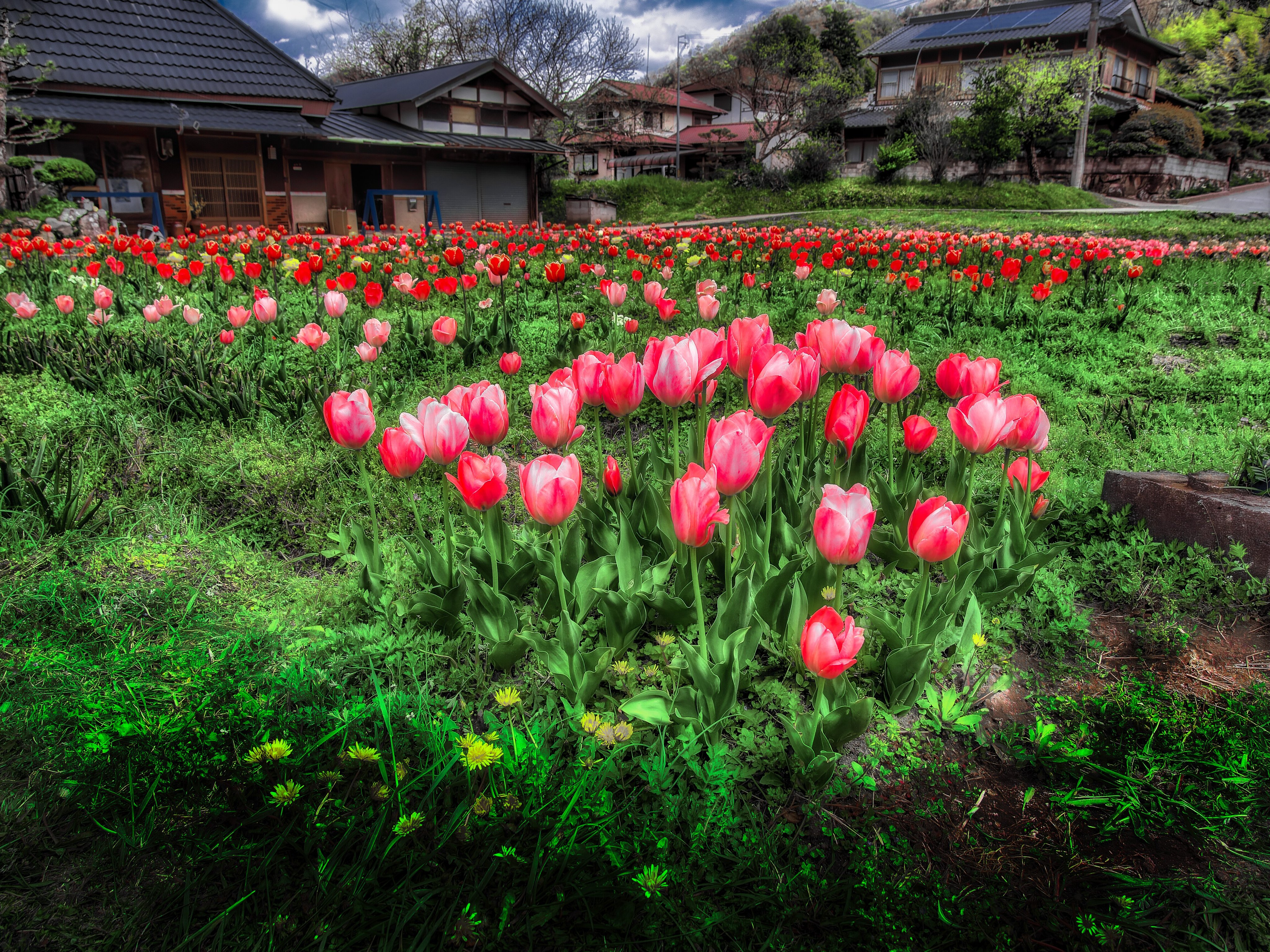 Tulip - Search / X