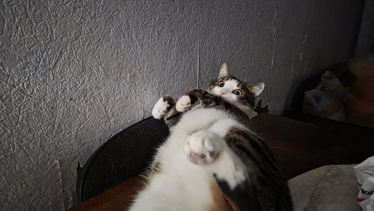 Friends, we're all doing just fine. A lot has piled up. And it looks like our big catfamily will soon be growing, you'll find out very soon.
Meanwhile, here's Pashtet, he's sleeping very comfortably like this😺