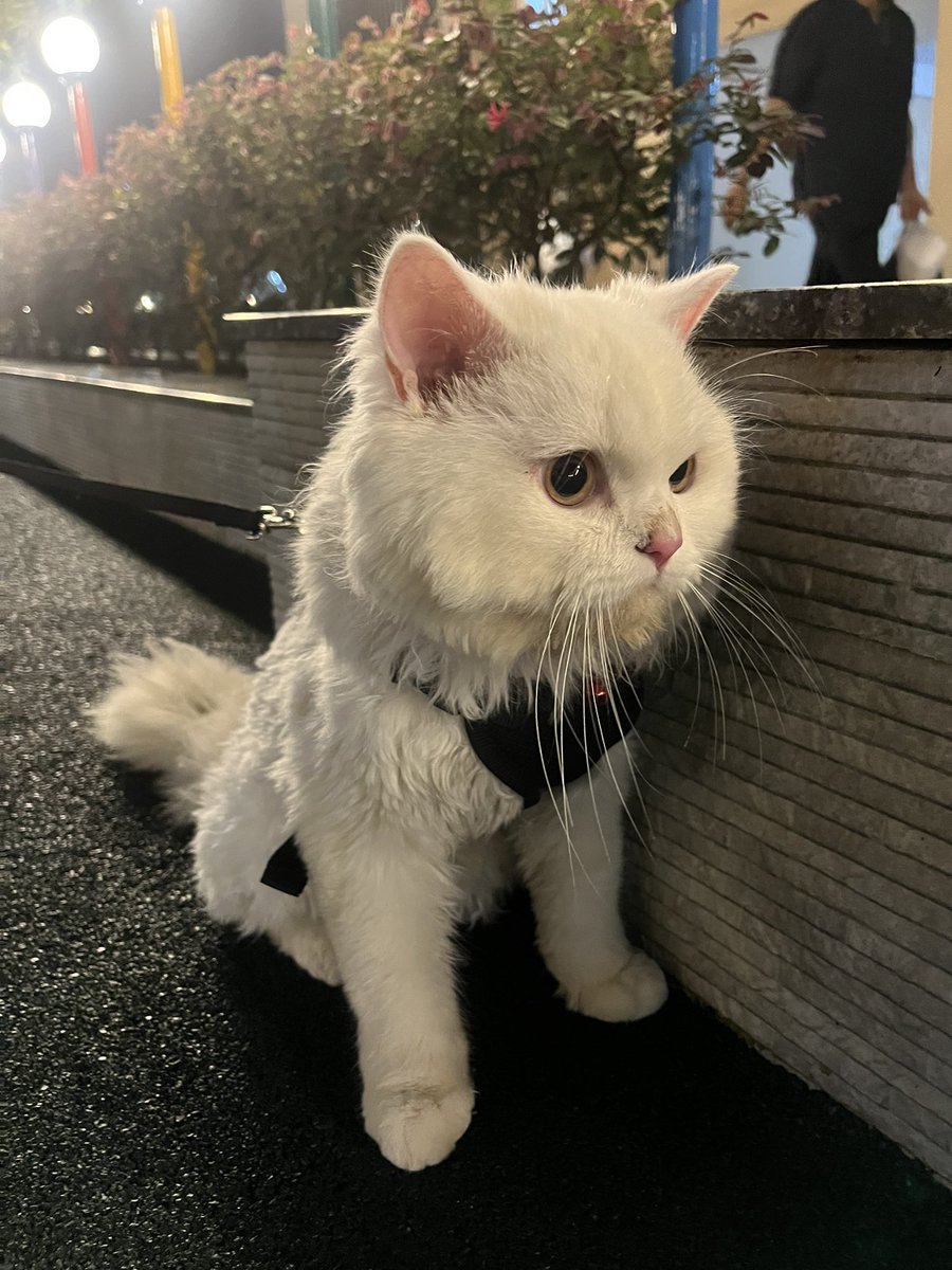 Pushpa and papa back in Town!