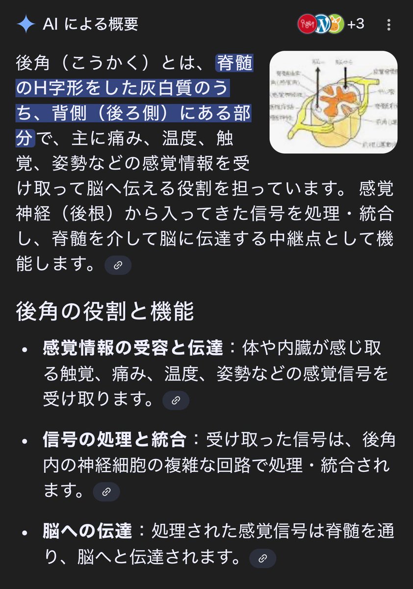 『(後)BACK(角)HORN』が、わたしの身体の中にもあるのですね・・というか、全人類持ってるんですね‼︎。
後角の役割と機能については、ほぼほぼバックホーンのまんまですな🤗。
#THEBACKHORN