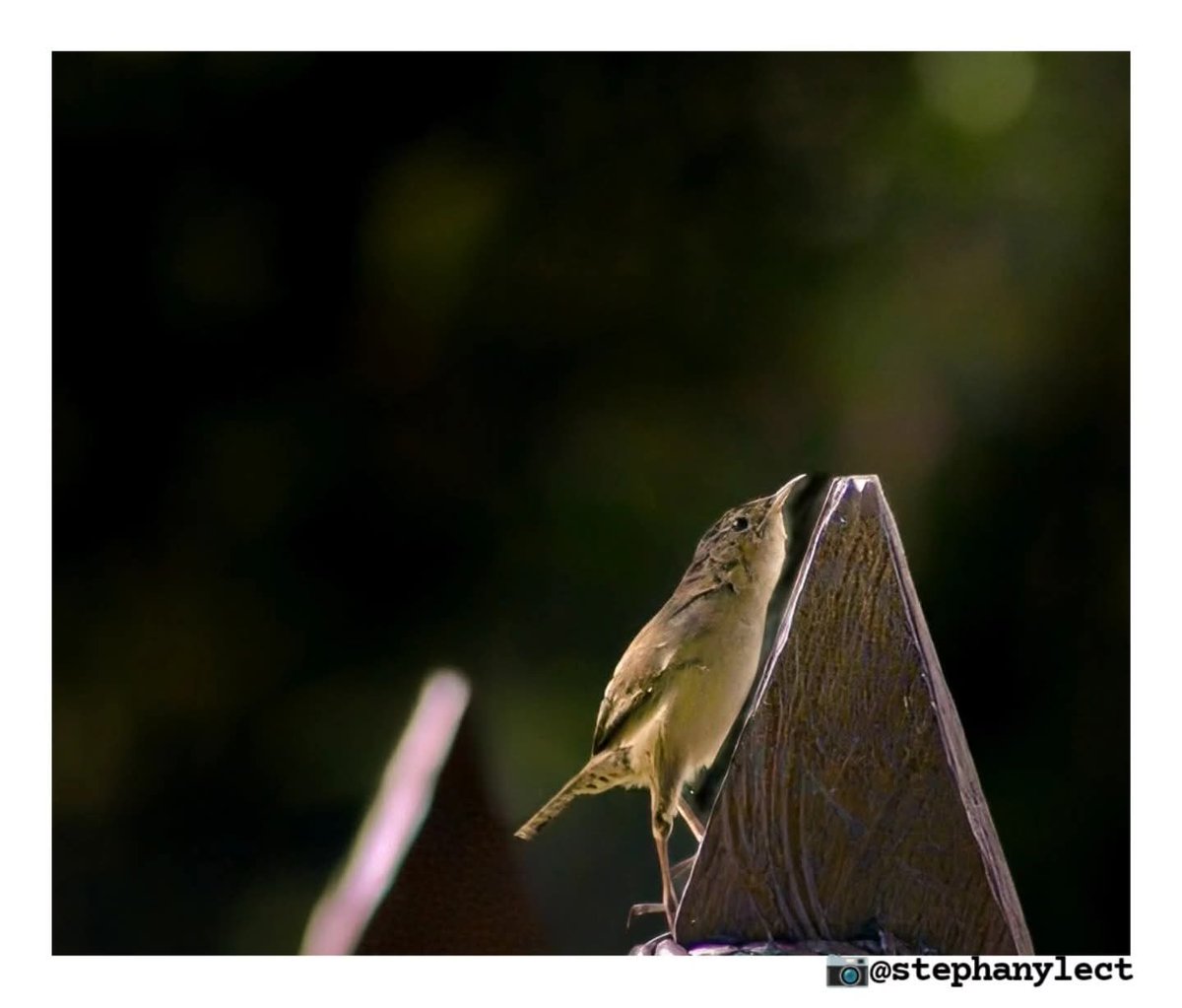 stephanyLect's tweet image. “Dime si tienes Arroyos allá en tu corazón, 
Donde puedan nacer tímidas flores, 
Y pájaros sonrojados desciendan a beber, 
Y mucho tiemblen las sombras -&quot;.

—Emily Dickinson 
📷Mi modelo es un Cistothorus platensis, Cucarachero Paramuno.