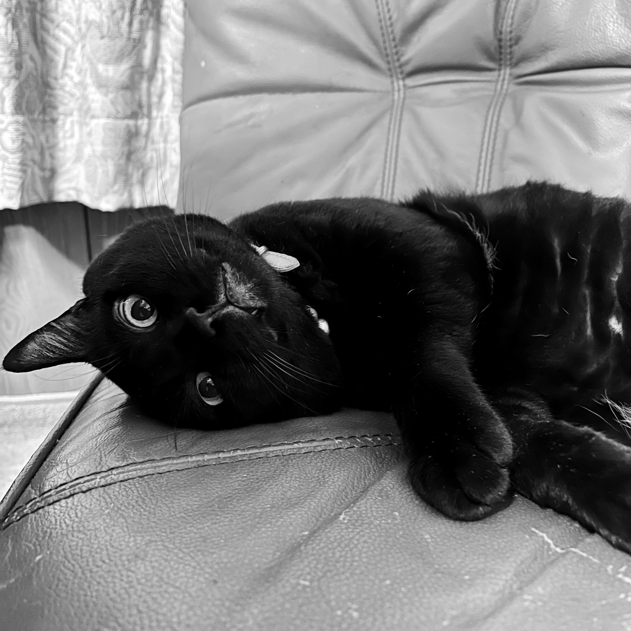 ♡黒猫( ΦωΦ )♡とまとめ iOS18 Apple 黒猫の絵文字集 🐾🤍🐈 🐈 🐈 1: