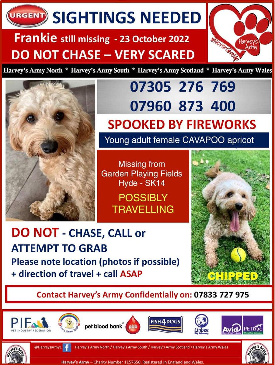 In a months time, FRANKIE will have been missing for three years. She slipped her collar in her panic at loud #fireworks in October 2022.

This is a desperate plea to think about any dogs you've seen like Frankie &amp; let us know!
Missing from #Hyde #SK14 Oct 2022 stolendoghour
