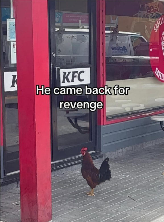 i guess KFC uses real chickens...