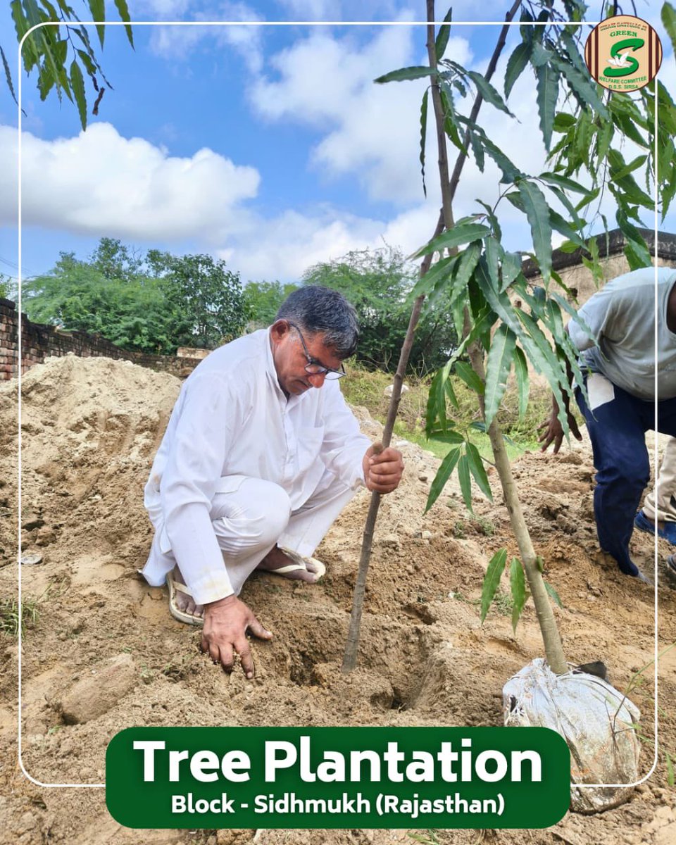 GreenSwelfares's tweet photo. 🌱 A green today ensures a safe tomorrow. Shah Satnam Ji Green 'S' Welfare Committee volunteers from Sidhmukh (Rajasthan) came together to plant saplings and spread greenery in their local area. Inspired by the teachings of Saint Dr. Gurmeet Ram Rahim Singh Ji Insan, they are continuously working to nurture nature and create a healthier environment for all.

Every sapling planted is a promise for cleaner air, balanced ecology, and a greener future. 

#TreePlantation #SaintMSGInsan #NurtureNature