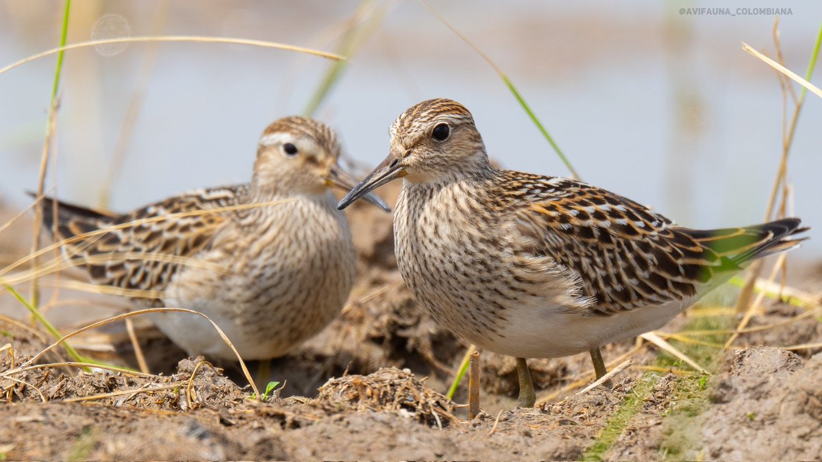 Ya están gorditos, con el tanque lleno para continuar con su migración.
#AvifaunaColombiana