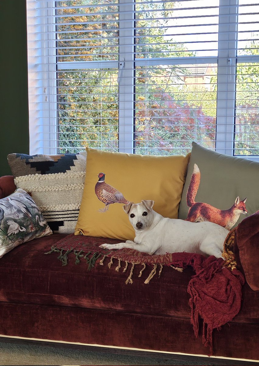 Gaiinz's tweet image. #Busted Caught on the sofa before she could jump off and play innocent 🙊😂