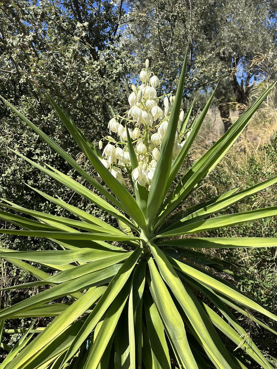 Yuka çiçek açtı. 😊