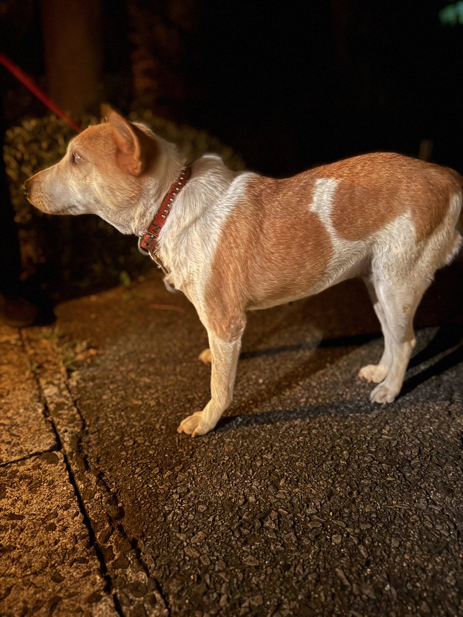 【迷い犬】※拡散希望
佐賀県鹿島市でどなたかこの犬をご存知の方いらっしゃったらDM下さい。
リードも首輪もされてるのでどなたかのお家で飼われている飼い犬だと思います。まるまると肥えて毛並みも綺麗なところを見ると愛情かけて育てられてたと思います。