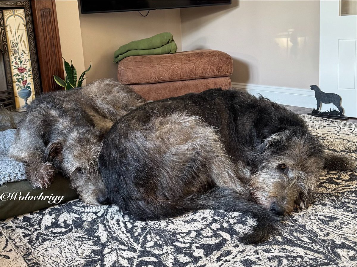 Wolvebrigg Irish Wolfhounds (@wolvebrigg) on Twitter photo “Me and my dad!”🐺💙
#IrishWolfhound #dogs #DogsofX “Me and my dad!”🐺💙
#IrishWolfhound #dogs #DogsofX