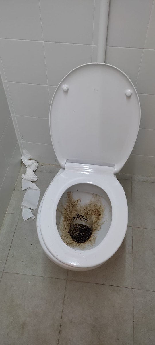 Nortes_Fran's tweet photo. Bochornoso y vergonzoso el estado actual del Cartagonova.

Semanas sin limpiar. Aseos llenos de mierda, GUSANOS en el aseo de mujeres de fondo sur 🪱

@AytoCartagenaES Estáis permitiendo que haya antes o después un problema de salud pública. 

Ni en Burundi pasan estas cosas. https://t.co/sNjXEh4sTp