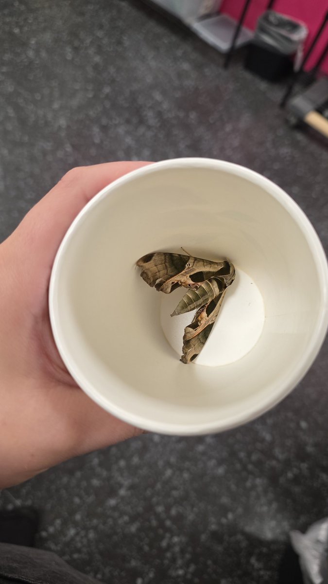 great news about my dead moth i left in the breakroom at work. they didnt throw it away