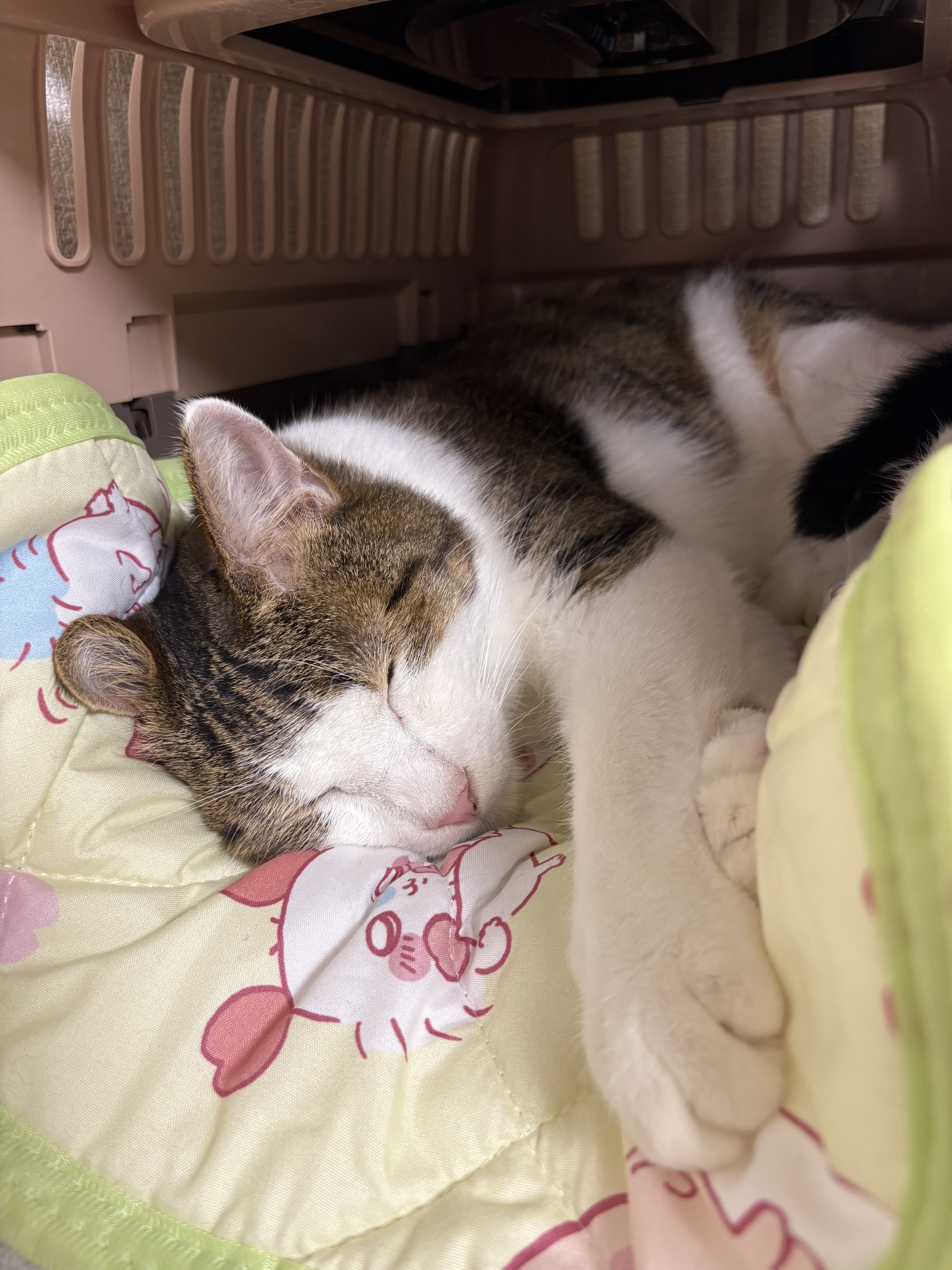 LiveLife譲渡会 in CatSocionギャラリー on X: 