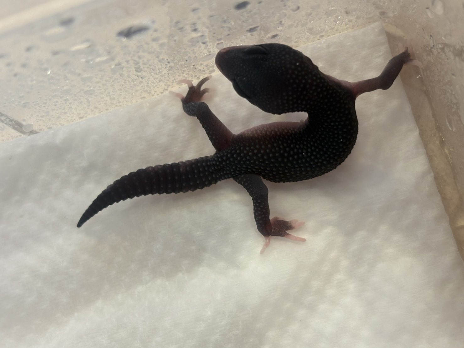 lien（リアン） 9月20.21日ナゴレプ‼️ (@lien_1100) / X