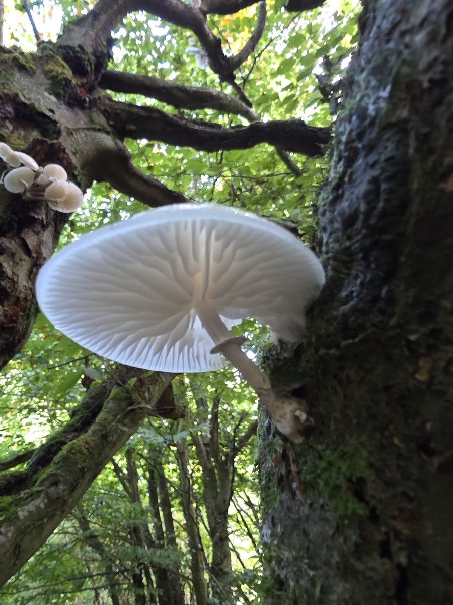 respecting nature tweet media