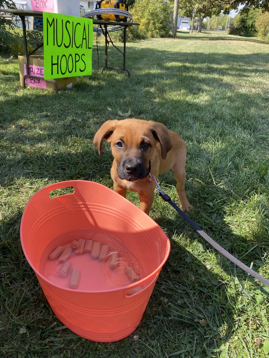 917GIANTFM's tweet image. No better time to stop by The Pet Food Outlet then right now in Port Colborne! Dog games, amazing #sales, #barbecue and so much more!🐕🦴

A portion of proceeds going directly to the NSPCA in Port Colborne and of COURSE the cutest puppies and dogs in the world! Stop by before 3PM